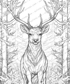 Reindeer Coloring