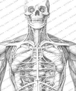 Human Anatomy Coloring