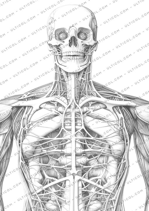 Human Anatomy Coloring