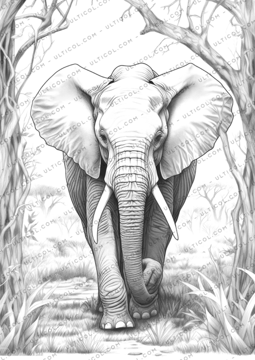 Elephant Coloring Book