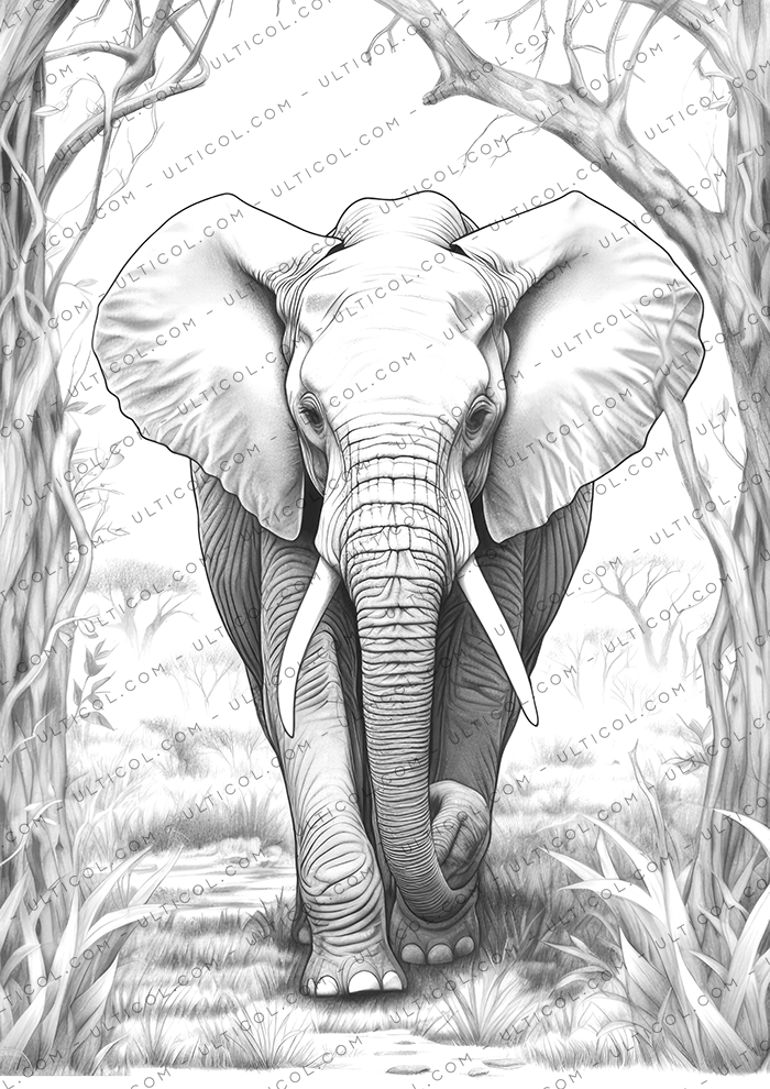 Elephant Coloring Book