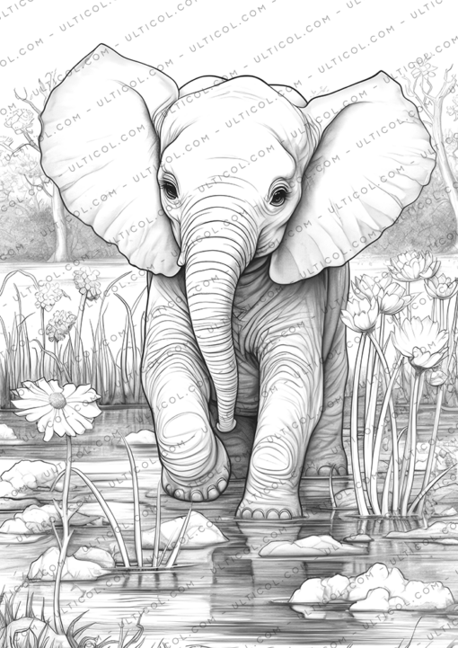 Elephant Coloring Book