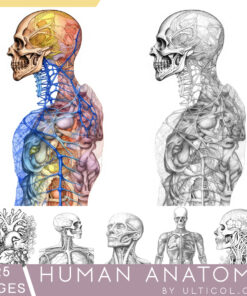 Human Anatomy Coloring