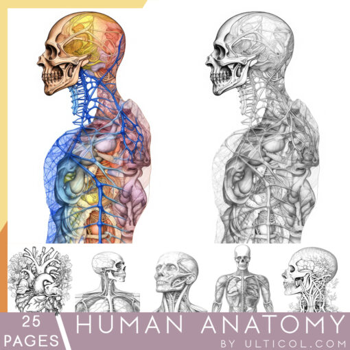 Human Anatomy Coloring